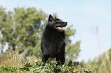 SCHIPPERKE 658